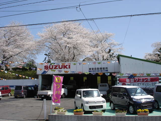 桜の季節には大変キレイな展示場になります。スズキ車のみならず何でも販売可能です。お気軽にご相談きださい。