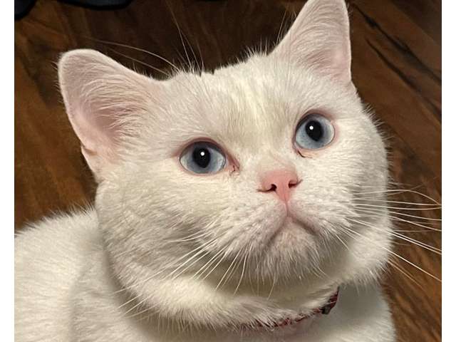 店番STAFFの白猫「ミー君」です。もともと野良猫なのに、まったく人見知りしませんよ～