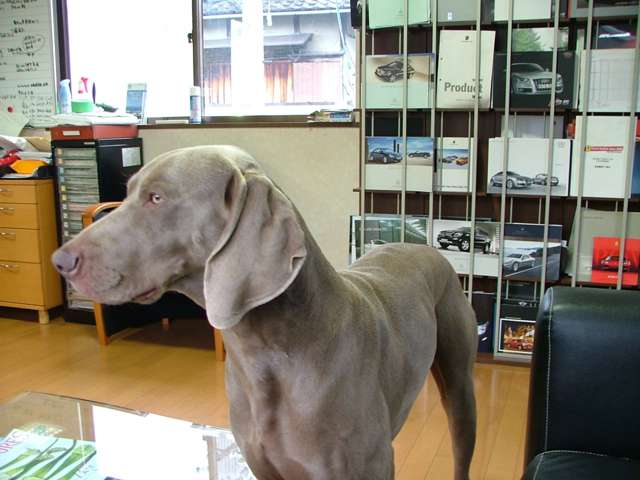 マスコットキャラクターの『カール君』オーナーは犬好きで、最近は新入りが来る予定！！